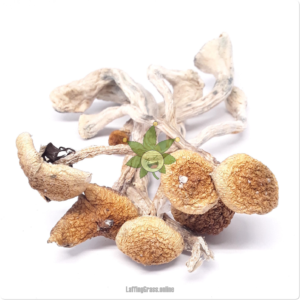 B Plus (mushroom bulk)