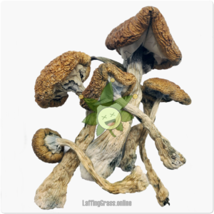 Cambodian (mushroom, bulk)