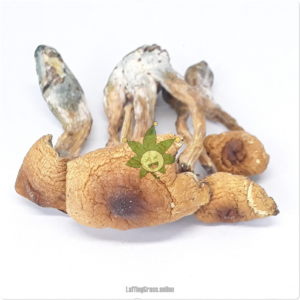 Daddy Long Legs (mushroom bulk)