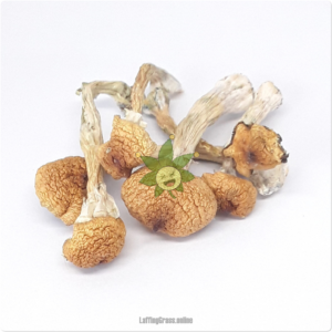Ecuador (mushroom bulk)