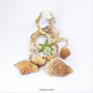 John Allen (mushroom bulk)