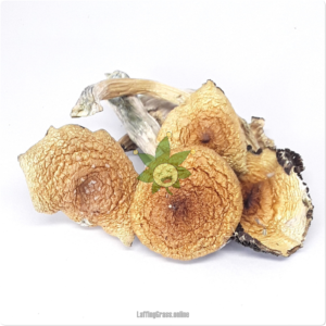 Mazatapec (mushroom bulk)
