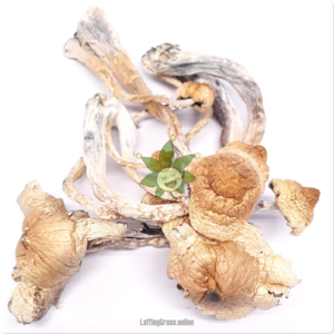 Penis Envy (mushroom bulk)