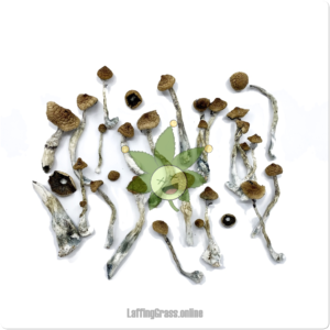 Thai Koh Samui (mushroom, bulk)