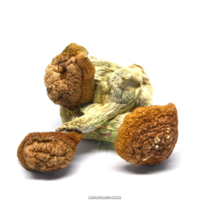 Code Blue (mushroom bulk)