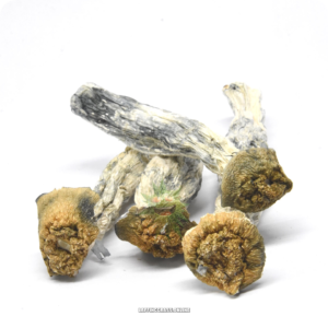 Makilla Gorilla (mushroom bulk)